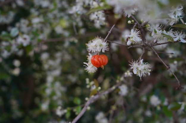 Bloeiende kersenboom met hangende kersenbomen