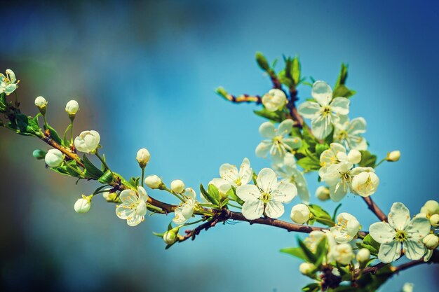 Bloeiende kersenboom op hemelachtergrond instagram stile