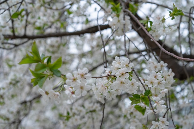 Bloeiende kersenboom