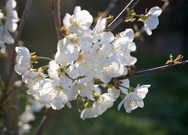 Bloeiende kersenboom