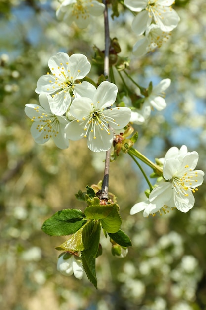 Bloeiende kersenboomtakjes in het voorjaar