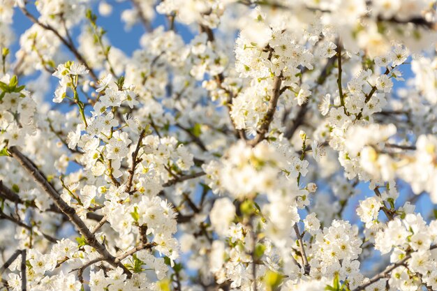 Bloeiende kersenpruimenboom in de lentetuin