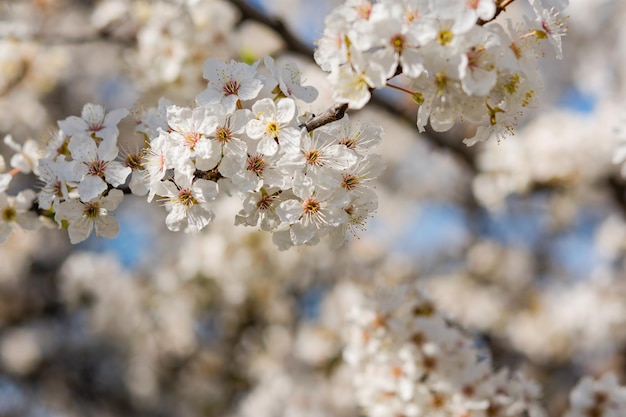 Bloeiende kersenpruimenboom in de lentetuin