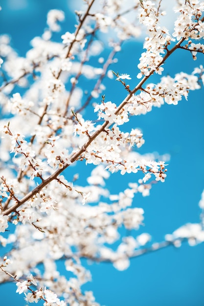 Bloeiende kersenpruimenboom lente achtergrond