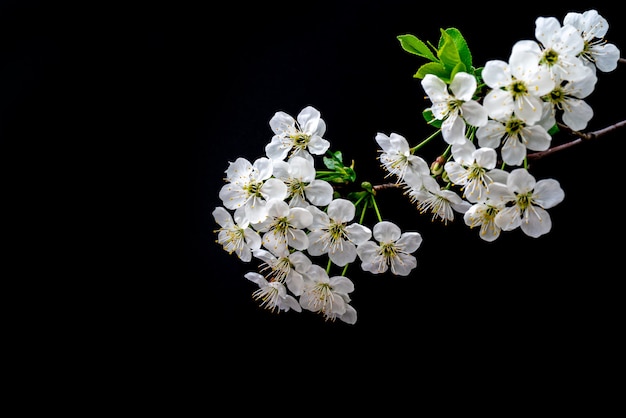 Bloeiende kersentak. Lente witte bloemen. Wijnboom in bloei.