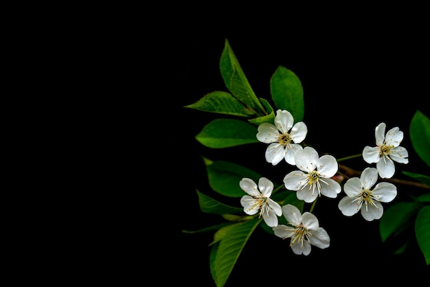 Bloeiende kersentak. Lente witte bloemen. Wijnboom in bloei.