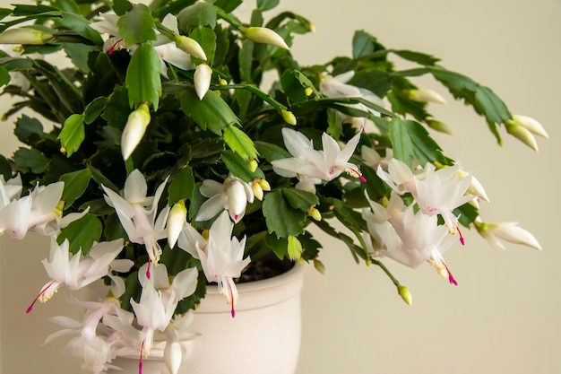 Bloeiende kerstcactus schlumbergera truncata kamerplant close-up