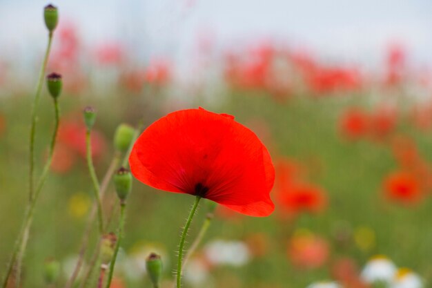 Bloeiende klaprozen op het veld