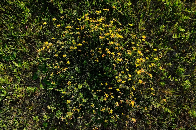 Bloeiende kleine gele weidebloem in april en mei