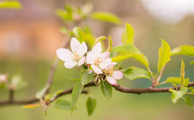 Bloeiende kleurrijke appelboom in de lentemaanden. wazige achtergrond