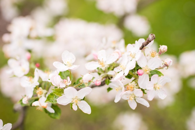 Bloeiende kleurrijke appelboom in de lentemaanden. wazige achtergrond