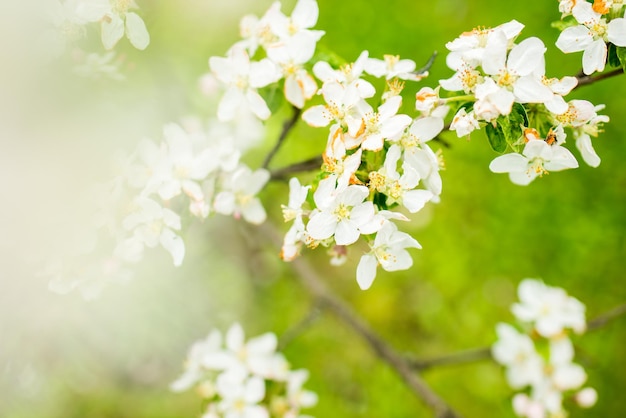 Bloeiende kleurrijke appelboom in de lentemaanden. wazige achtergrond