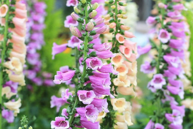 bloeiende kleurrijke Common Foxglove bloemen closeup van prachtige paarse en gele Common Foxglive