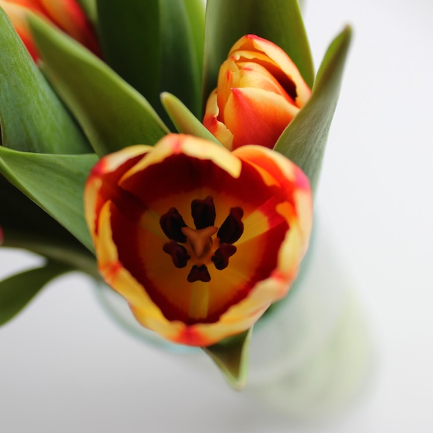 Bloeiende kleurrijke tulp bloem close-up op witte achtergrond bovenaanzicht vierkante foto