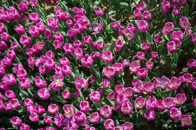 Bloeiende kleurrijke tulpenbloemen als florale achtergrond