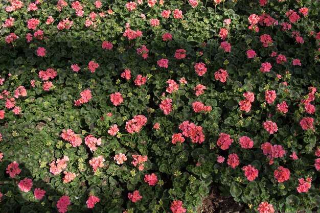 Bloeiende kleurrijke tulpenbloemen als florale achtergrond