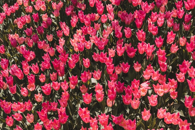 Bloeiende kleurrijke tulpenbloemen als florale achtergrond