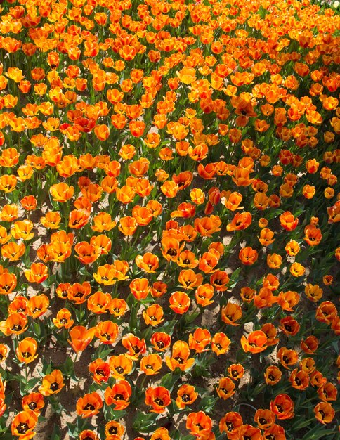 Bloeiende kleurrijke tulpenbloemen als florale achtergrond