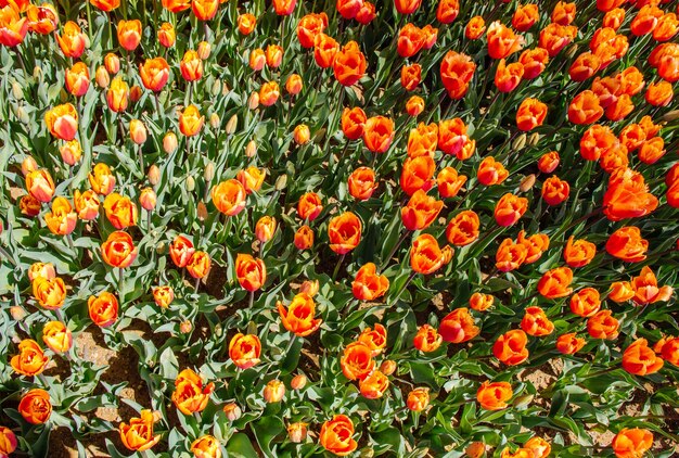 Bloeiende kleurrijke tulpenbloemen als florale achtergrond