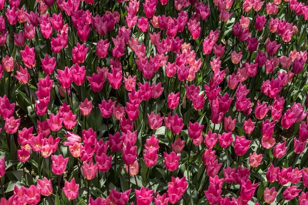 Bloeiende kleurrijke tulpenbloemen als florale achtergrond