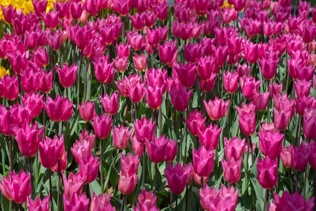 Bloeiende kleurrijke tulpenbloemen als florale achtergrond