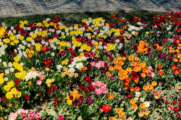 Foto bloeiende kleurrijke tulpenbloemen in de tuin als bloemen achtergrond
