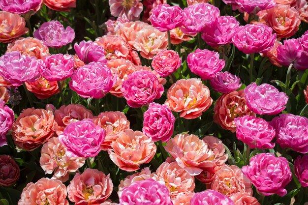 Bloeiende kleurrijke tulpenbloemen in de tuin als florale achtergrond