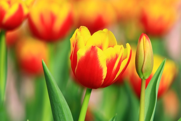 bloeiende kleurrijke tulpenbloemen mooie geel met oranje tulpenbloemen bloeien in de tuin