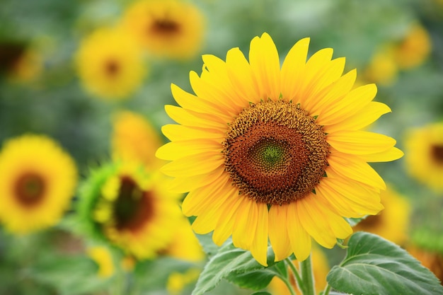 bloeiende kleurrijke zonnebloemen close-up van geel met bruine zonnebloemen bloeien in de tuin