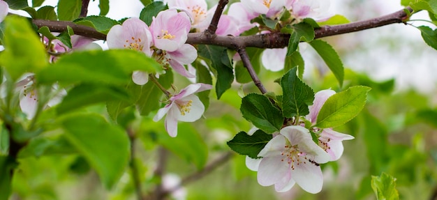 Bloeiende klokjes in de huistuin lentebloemen van fruitbomen