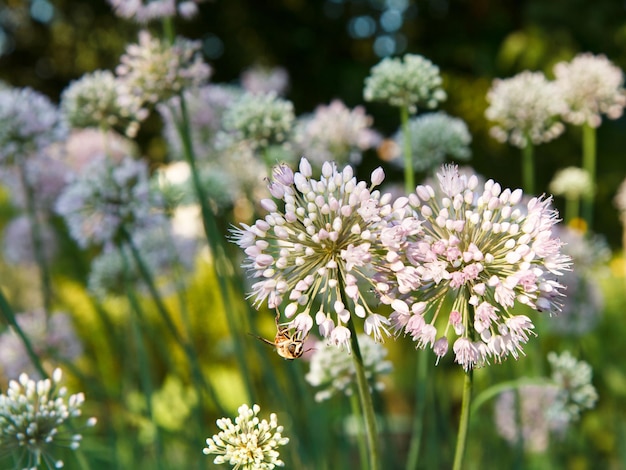 Bloeiende knoflookpijlen in de tuin met vage achtergrond