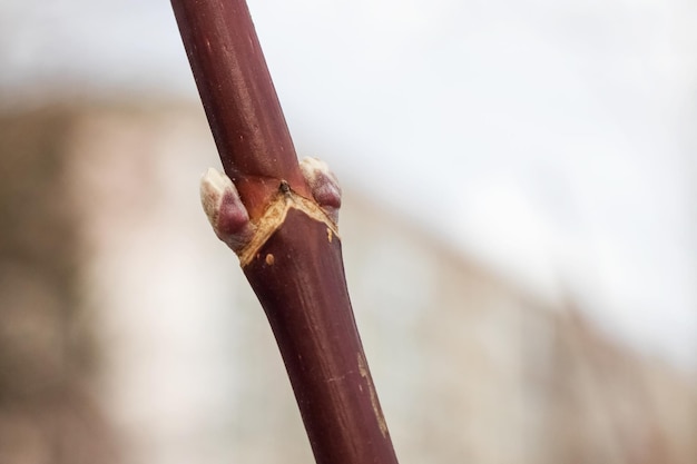 Bloeiende knoppen op een boomtak close-up