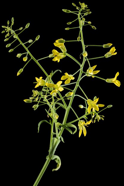 Bloeiende kool gele bloemen van kool geïsoleerd op zwarte achtergrond