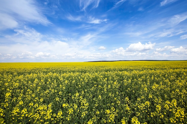 Bloeiende koolzaad, gefotografeerd tijdens het lenteseizoen. gele bloemen