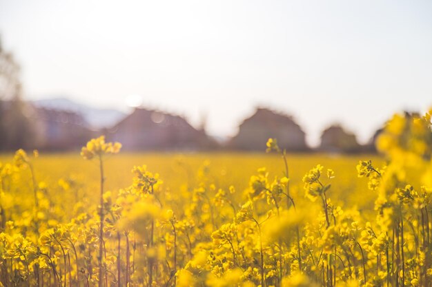 Bloeiende koolzaadbloesems in de avond zomer Biofuel concept