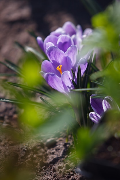 Bloeiende krokussen in de tuin in het voorjaar