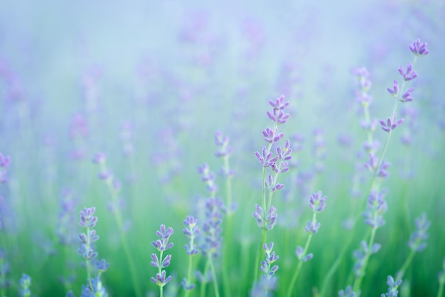 Bloeiende lavendel bloemen Natuurlijke achtergrond