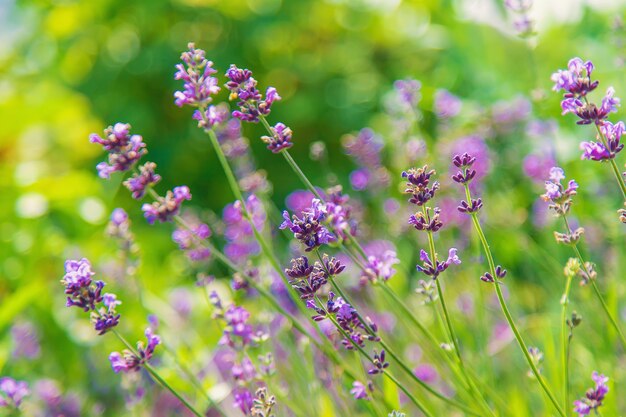 Bloeiende lavendel in de tuin. Selectieve aandacht. Natuur.