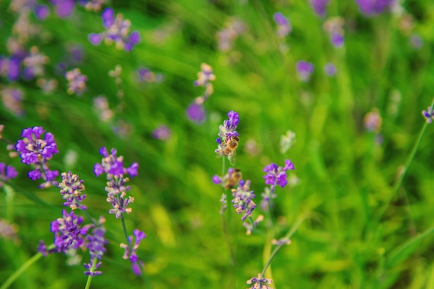 Bloeiende lavendel in de tuin