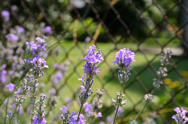 bloeiende lavendel is de nectar die bijen verzamelen