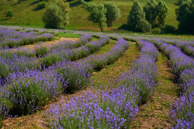 Bloeiende lavendel veld