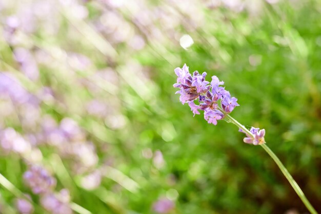 Bloeiende lavendelbloem close-up op de achtergrond van een lavendelveld