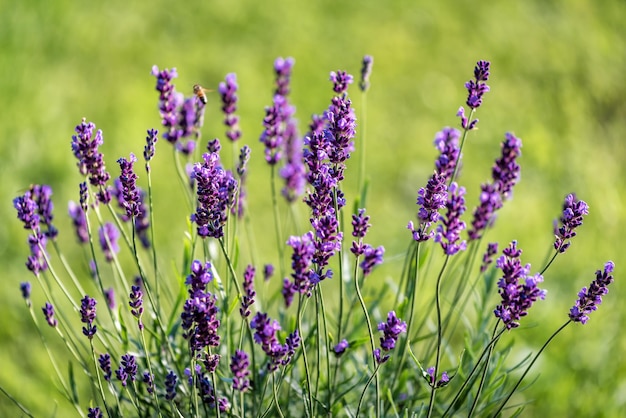 Bloeiende lavendelbloemen in de tuin