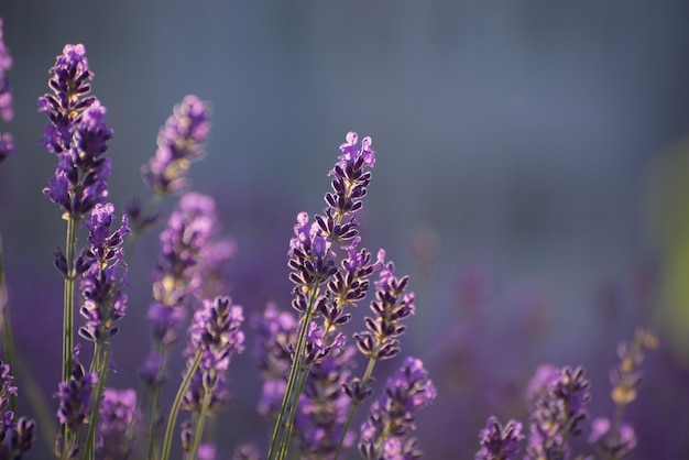 Bloeiende lavendelbloemen in een provençaals veld onder zonsondergangstralen, zacht gefocuste paarse lavendelbloemen