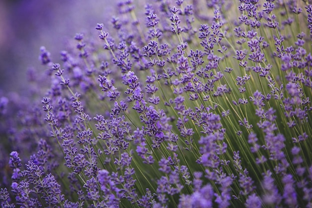 Bloeiende lavendelbloemen in een veld in de Provence onder het licht van de zonsondergang in Frankrijk Zachte gefocuste paarse lave