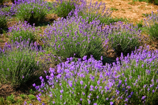 Bloeiende lavendelbloemen in het veld van een boer