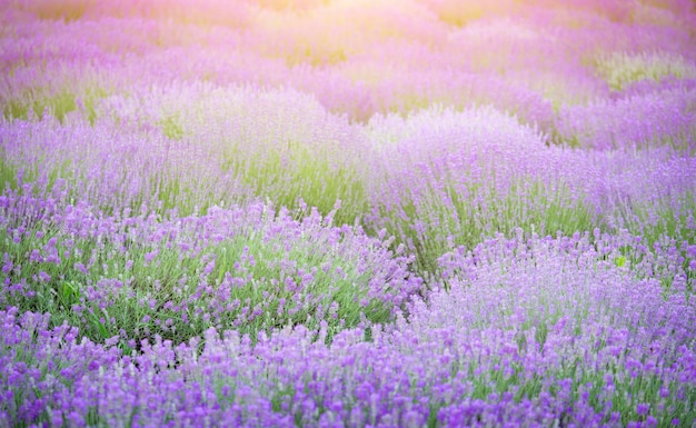 Foto bloeiende lavendelbloemen op een kleurrijke achtergrond bij zonsondergang