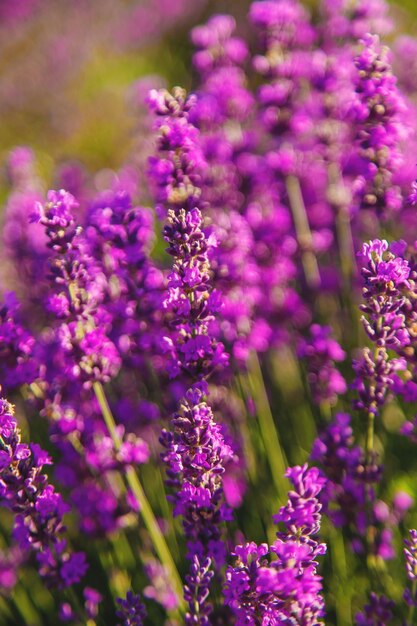 Foto bloeiende lavendelbloemen op het veld selectieve focus natuur