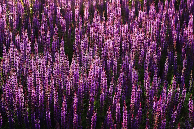 Bloeiende lavendelbloemen. Paarse bloemen.