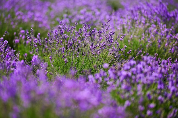 Bloeiende lavendelstruiken in een veld